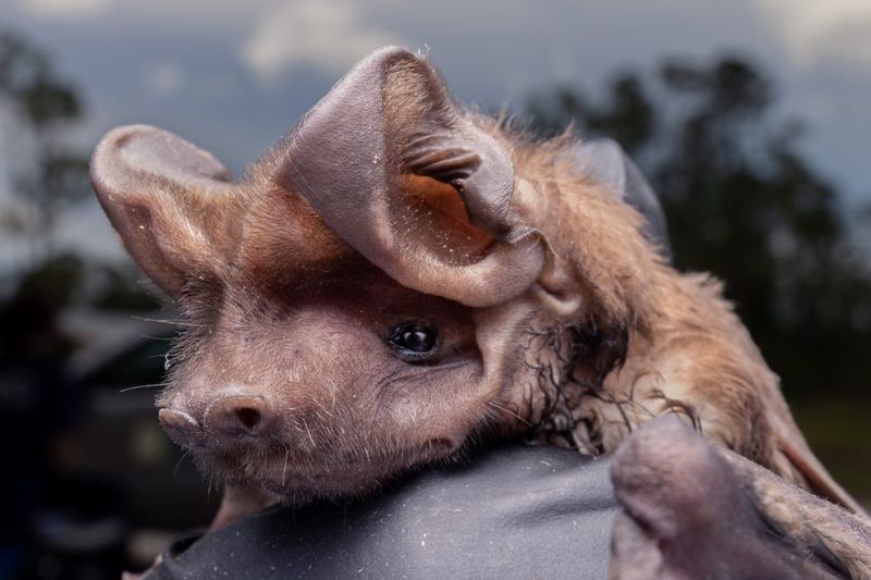 Florida Bonneted Bat: The Twilight Giant
