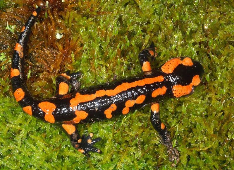 Fire Salamander