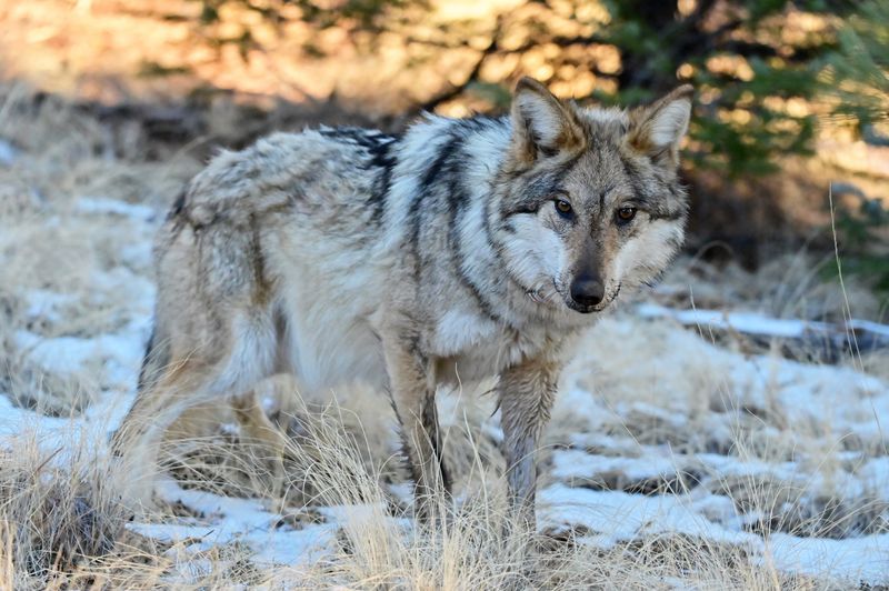 Mexican Gray Wolves: Fighting For Survival In The Rockies