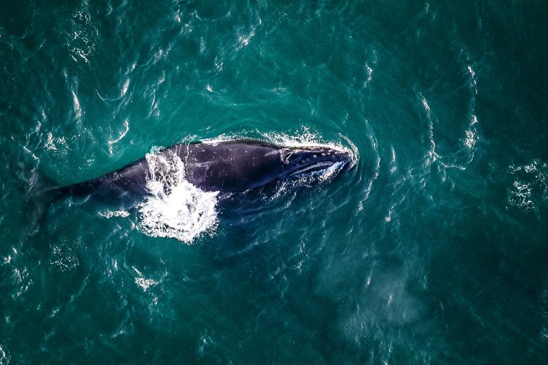 North Pacific Right Whales Vanishing From Our Oceans