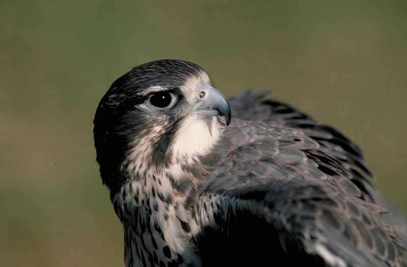 Peregrine Falcons Nesting On Cliff Faces