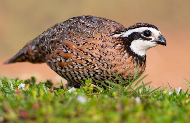 Northern Bobwhite