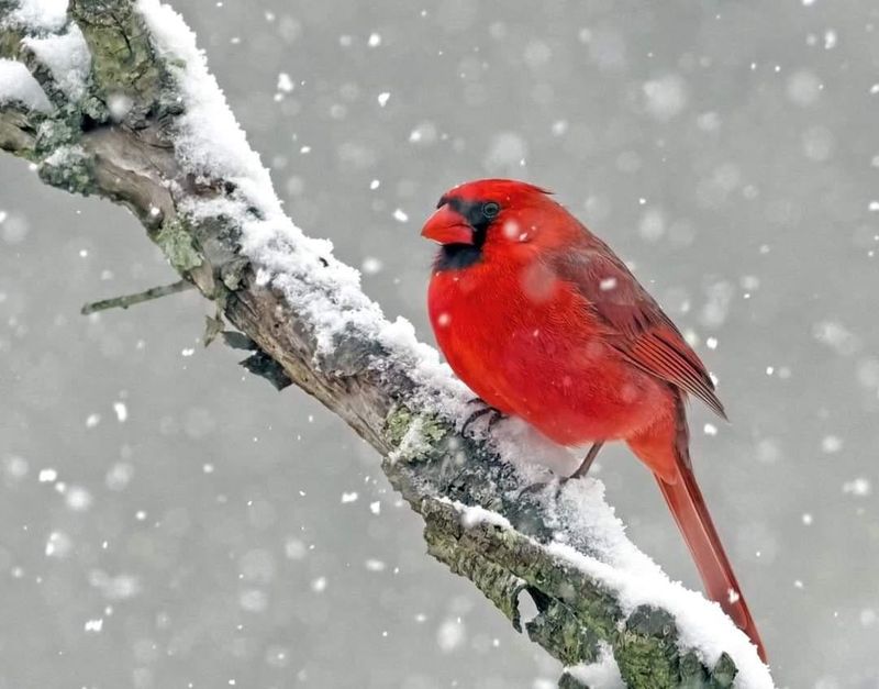 Northern Cardinal - The Crimson Classic