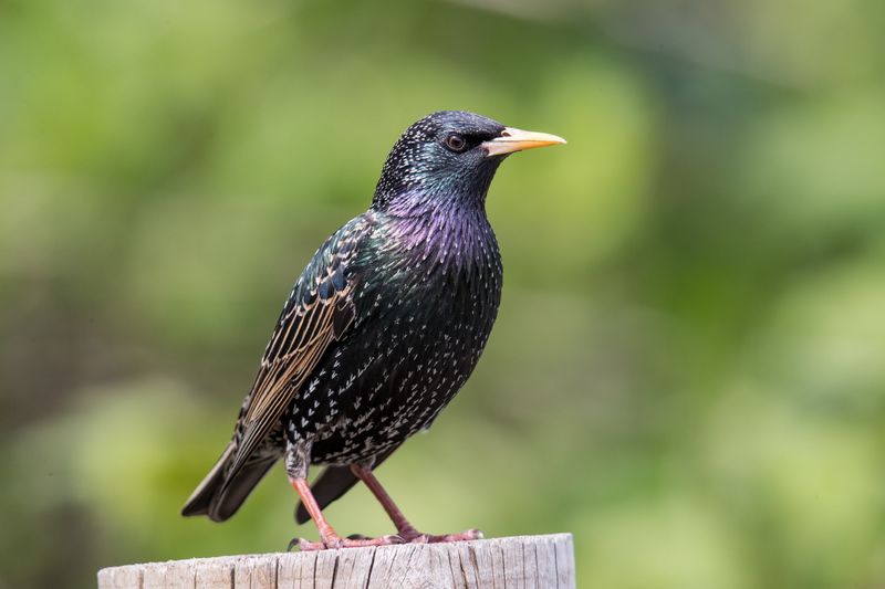 European Starling - The Murmuration Master