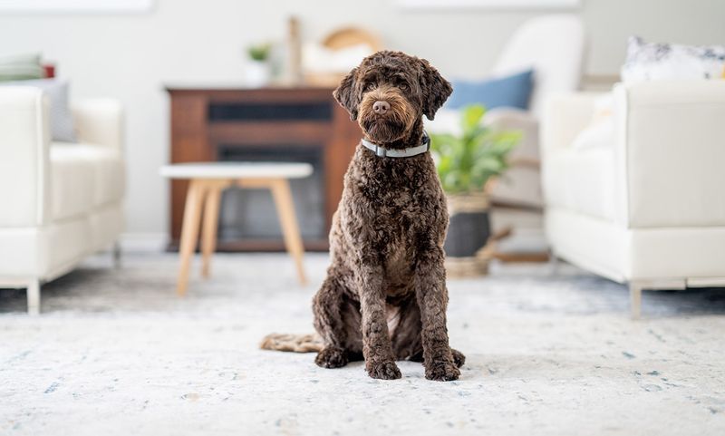 Portuguese Water Dog
