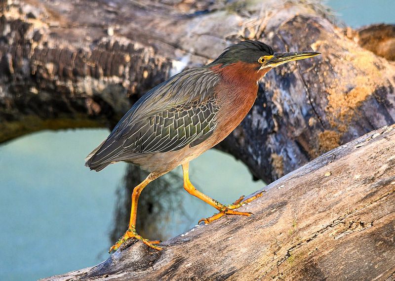 Green Heron – The Clever Tool-User