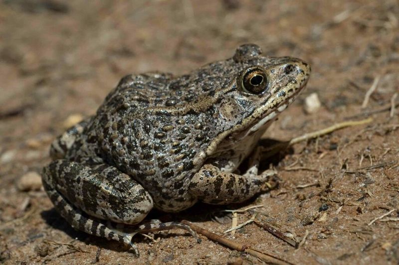 Gopher Frog