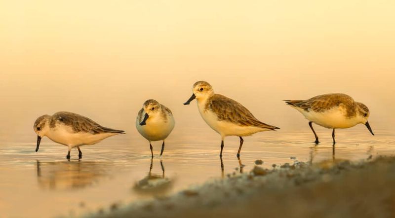 Donate To Conservation Groups