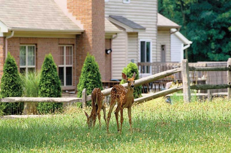 Fencing Challenges For Homeowners