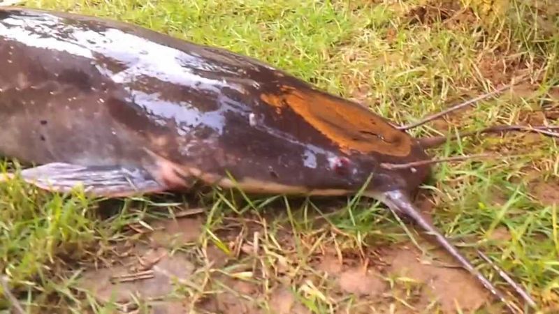 African Sharptooth Catfish