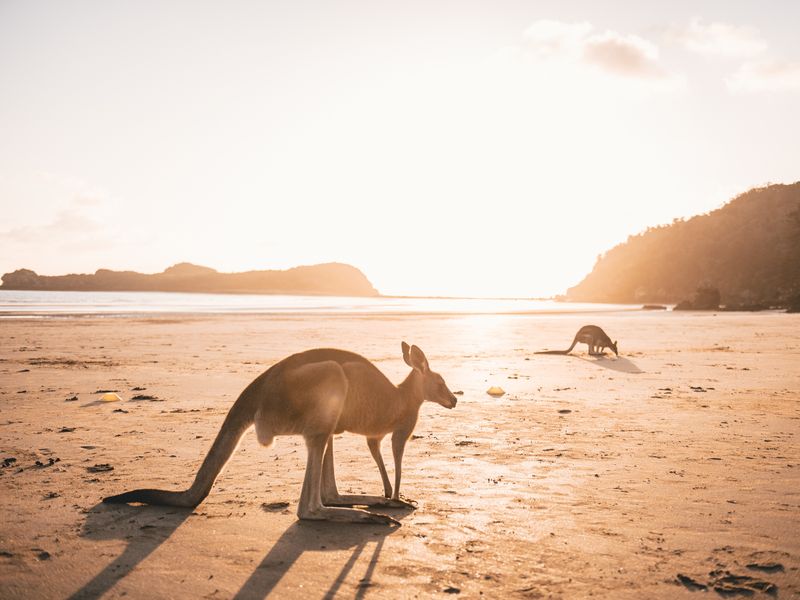 Eastern Grey Kangaroo