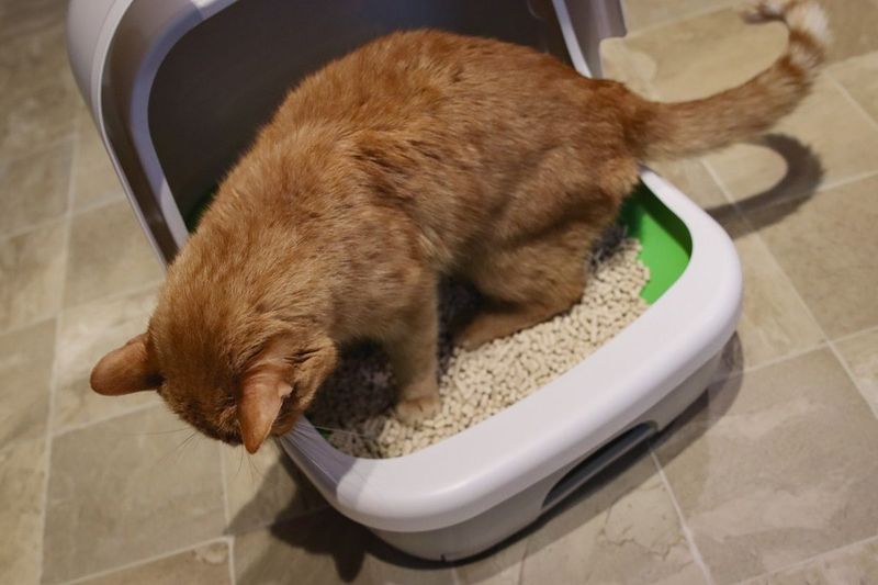Unusual Litter Box Behavior