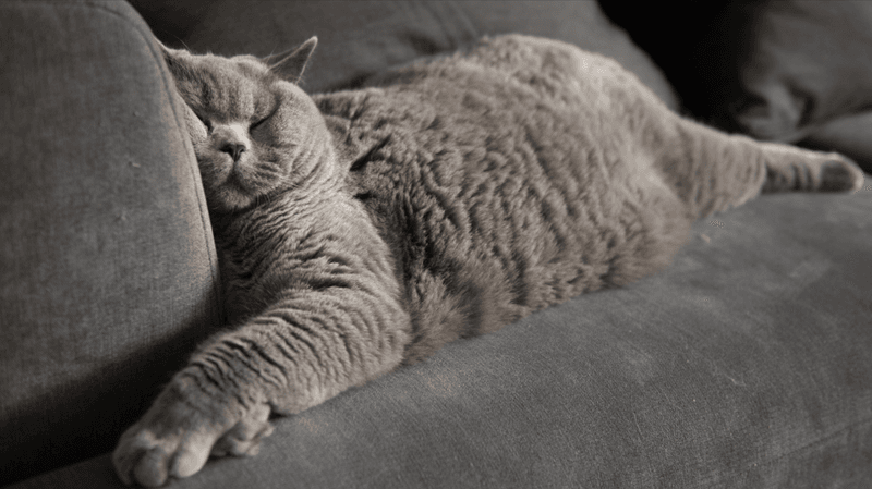 Twitching Or Seizure-Like Movements