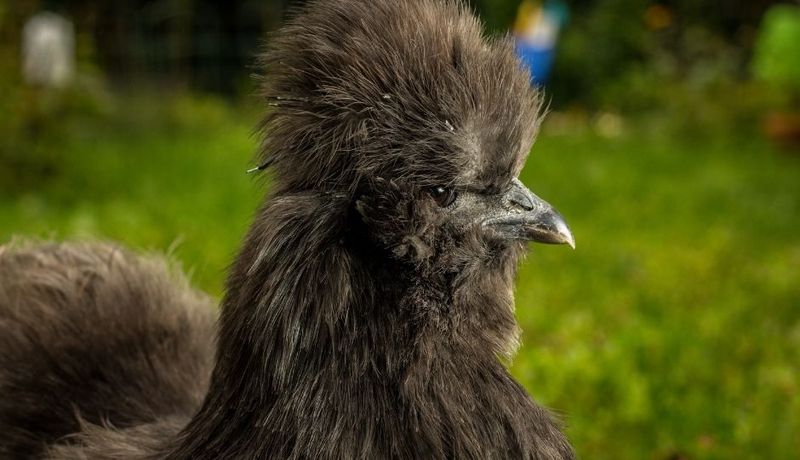 Fluffy Silkie Bantam