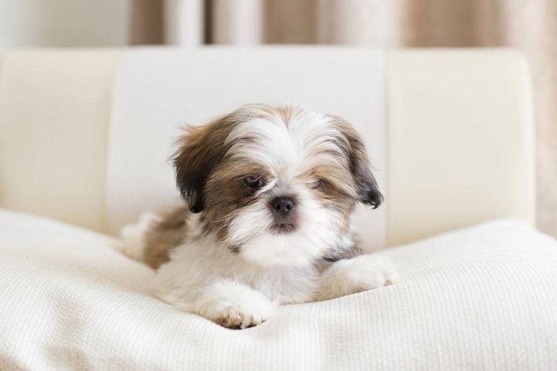 Pint-Sized Shih Tzus