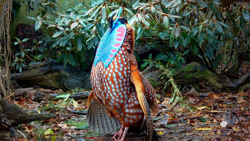 Tragopan's Speckled Splendor