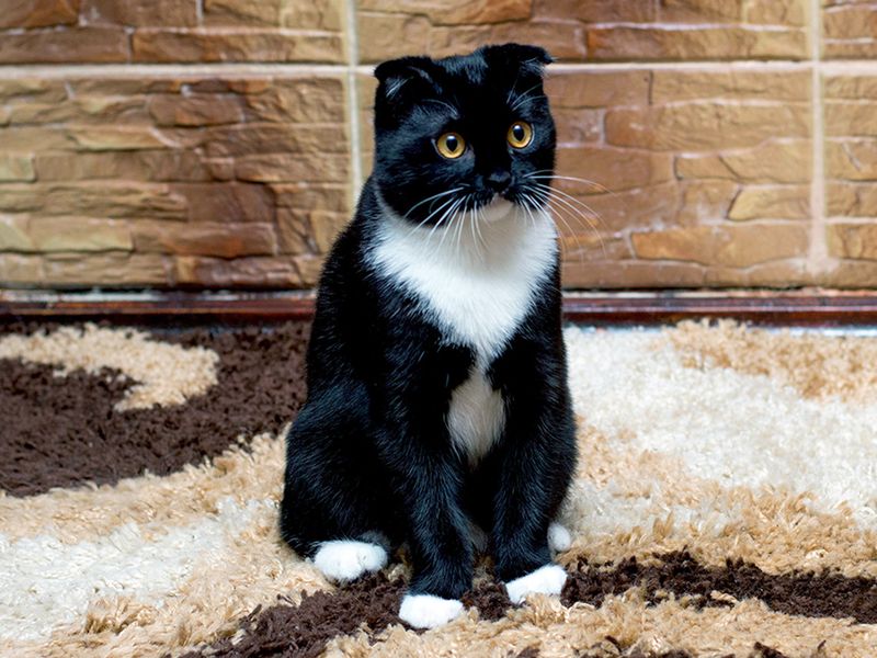 Distinctive Scottish Fold
