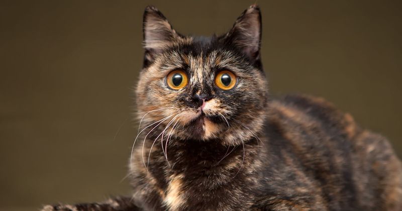 Sassy Tortoiseshells