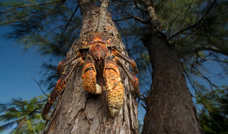 Coconut Crab Giants