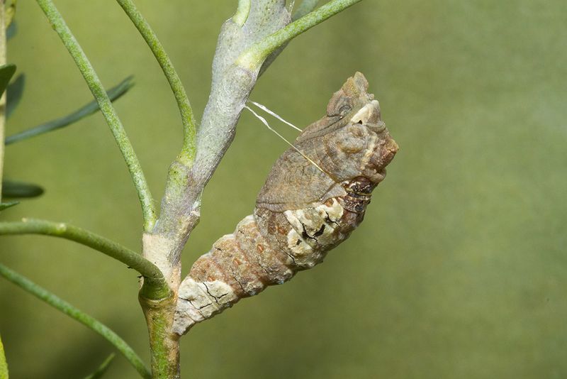 Overwintering Mysteries: Chrysalis Protection