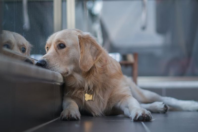 Regret: Forgetting To Say Goodbye