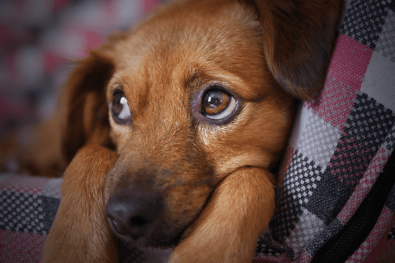 Regret: Hiding Your Emotions