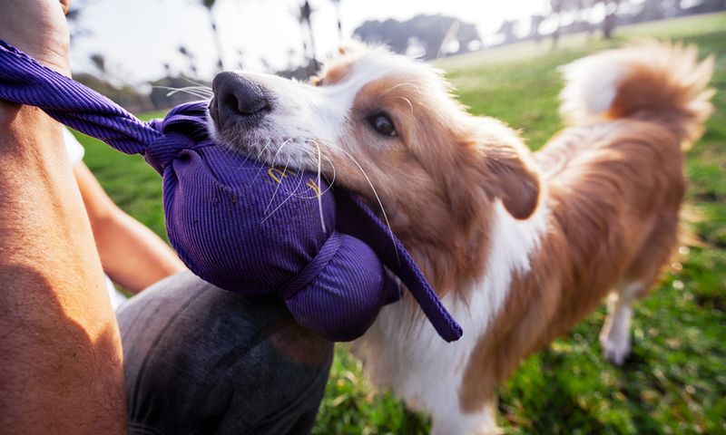 Dedicated Daily Playtime