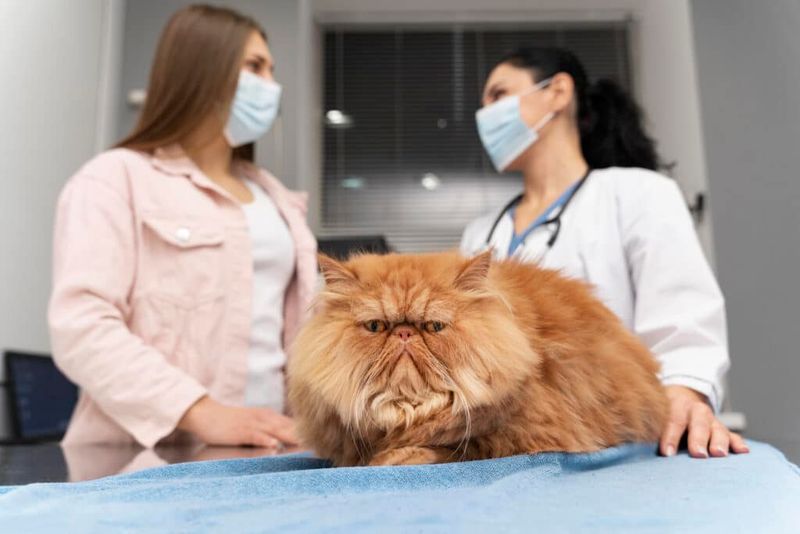 Vet Checkups And Health Concerns