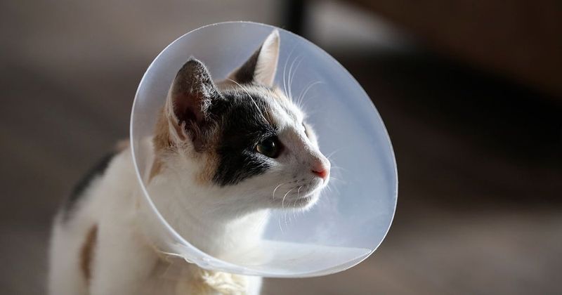 Spay Or Neuter Before Freedom
