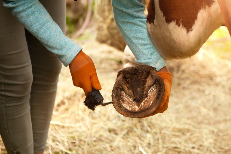 Daily Hoof Picking