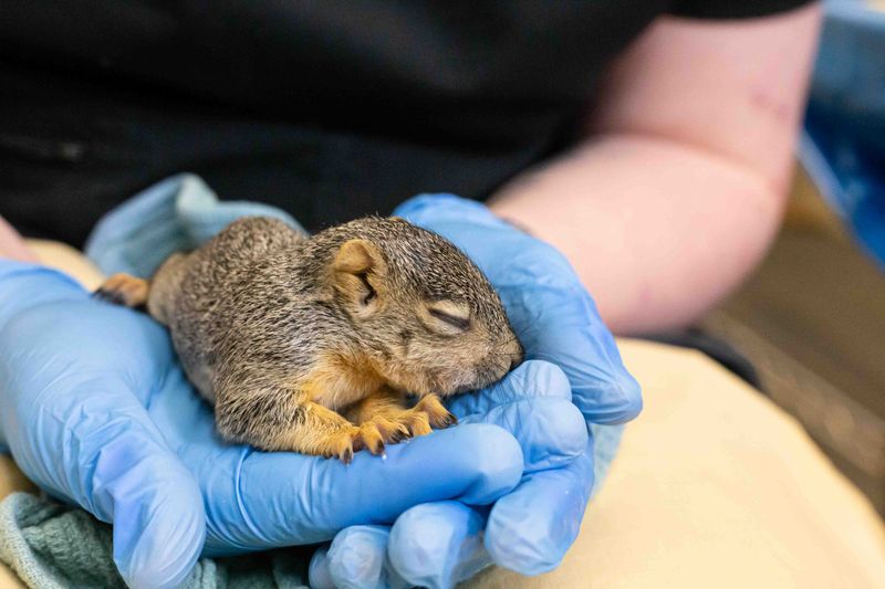 Orphaned Squirrels Raised For Release