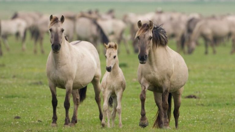 Reintroducing Wild Horses To Europe: The Netherlands' Unexpected Success