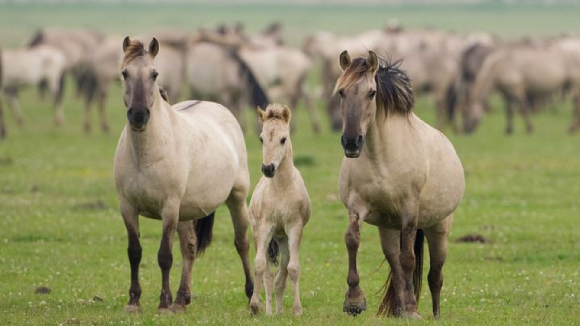Reintroducing Wild Horses To Europe: The Netherlands’ Unexpected Success