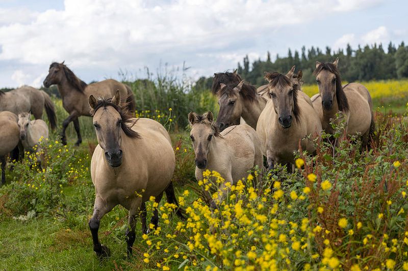 Oostvaardersplassen: The Accidental Wilderness