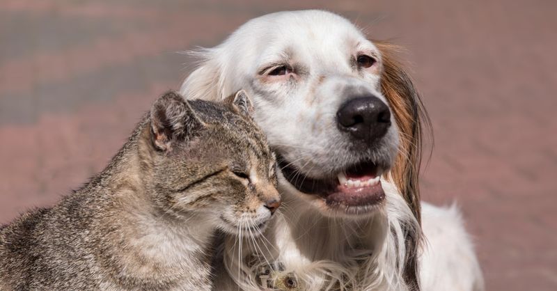 Gentle Acknowledgment Of Other Household Pets