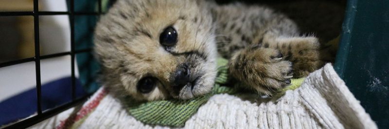 Illegal Wildlife Trade