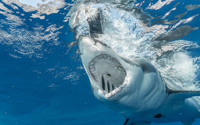 Rare Species Identification Surprises Scientists