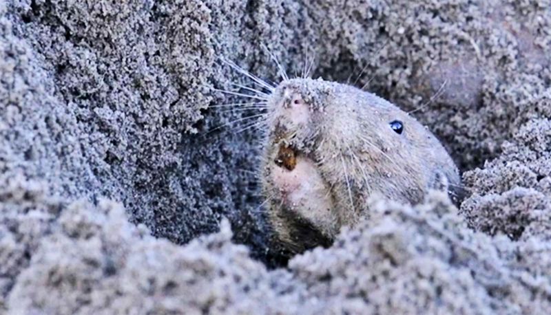 Underground Destroyers: Gophers And Moles