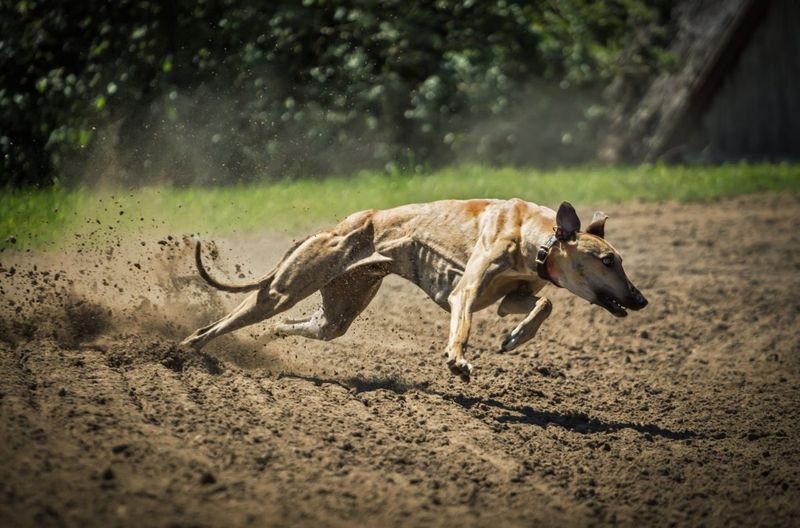 Swift Chasers: Greyhounds