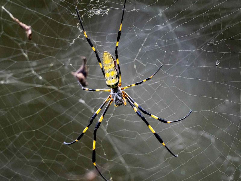 Remove Webs With A Stick Or Broom