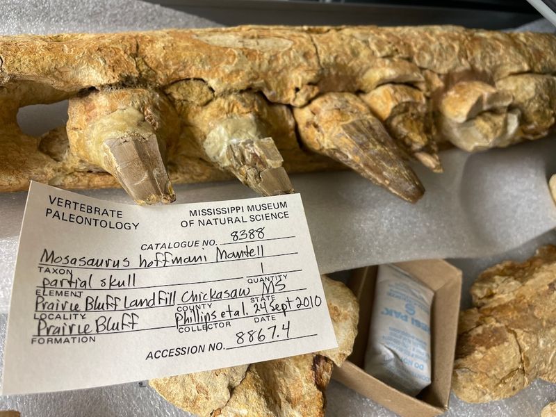 New Species Unlike Any Found Before