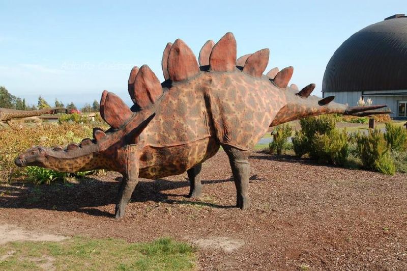 Female Specimen Provides Gender Insights