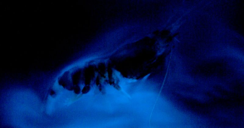 Bioluminescent Communication Network