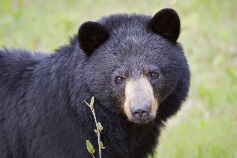 Use Bear Spray As A Last Resort