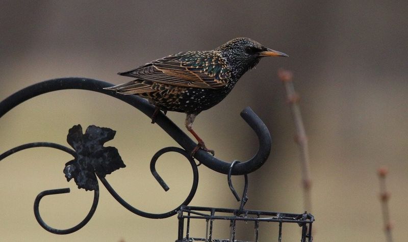 Temporarily Remove All Feeders