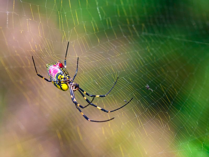 Create Spider-Free Zones With Essential Oils