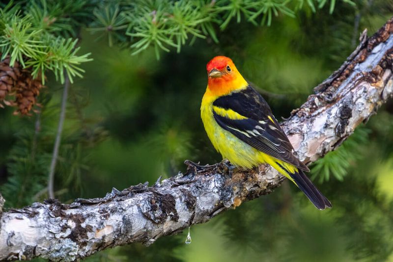 Bird Diversity Explosion