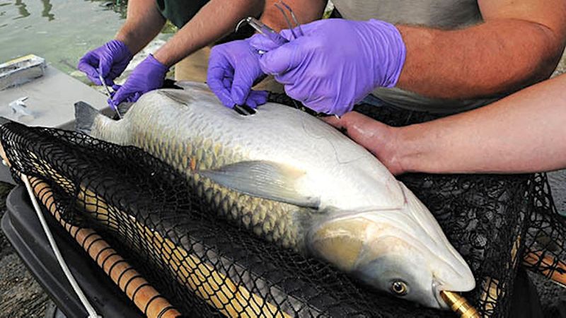 Tracking Fish Migration