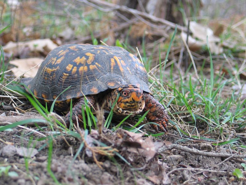 Conservation Status