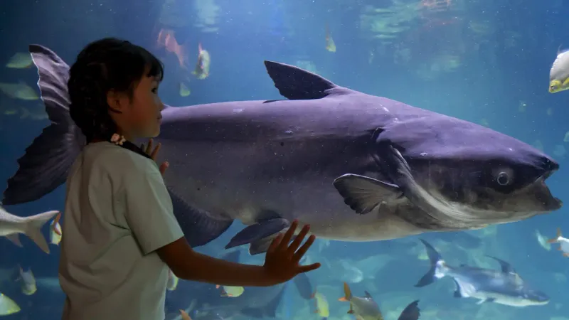 Conservation Efforts For The Giant Catfish